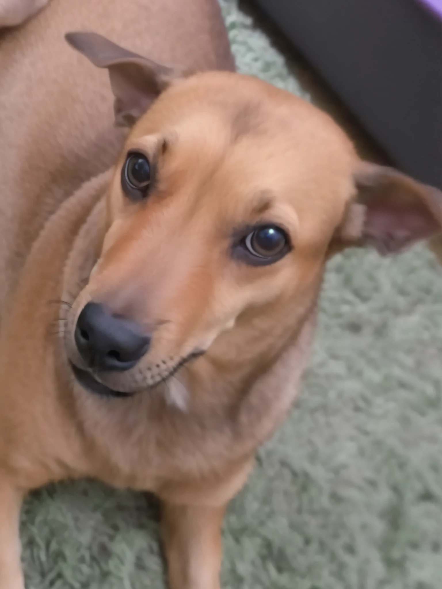 Happy birthday to a happy baby dog, 4K HD resolution, imagem de alta qualidade, imagem premiada, imagem da National Geographic com fundo granulado, imagem premiada, imagem premiada, hiper-realista, alta resolução, muito detalhada, imagem premiada, muito detalhada, Qualidade HD