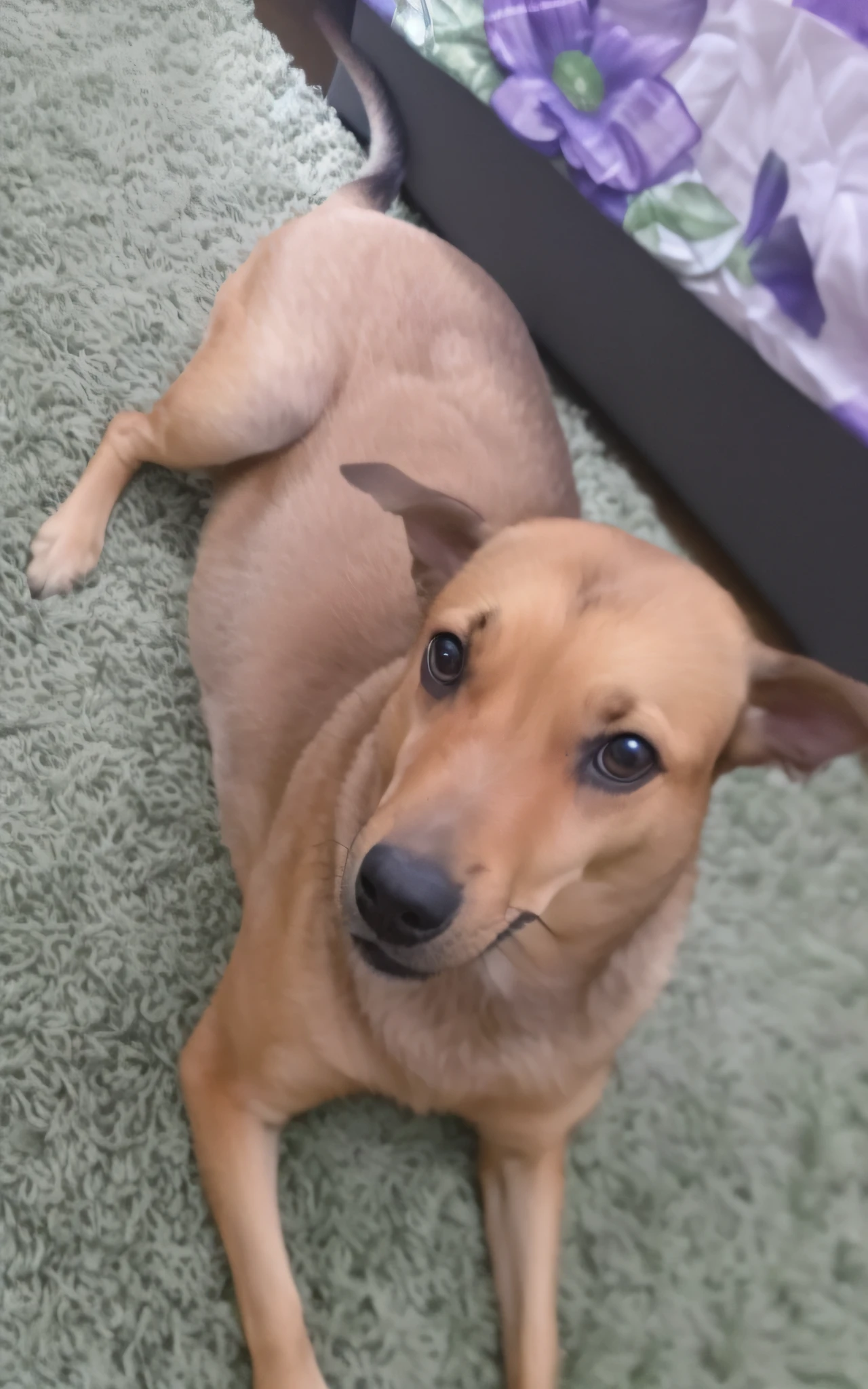 Happy Birthday to a happy furry baby, 4K HD Resolution, High quality image, award winning image, National Geographic picture with grainy background, award winning image, award winning image, hyperrealistic, high resolution, very detailed, award winning image, very detailed, HD Quality