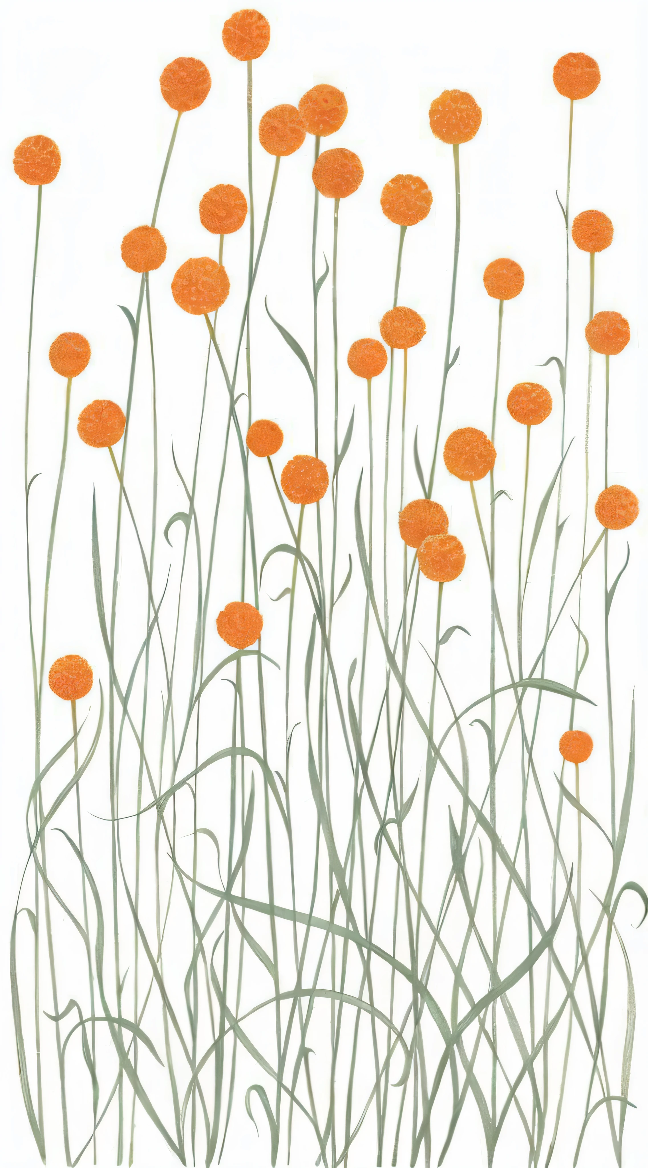there are many orange flowers that are growing in the grass, orange grass, orange flowers, by rainer hosch, wildflowers and grasses, by Leiko Ikemura, illustration”, field flowers, grass and flowers, by Rainer Maria Latzke, meadow flowers, by Ayako Rokkaku, tall flowers, by Elizabeth Charleston, flowers and stems