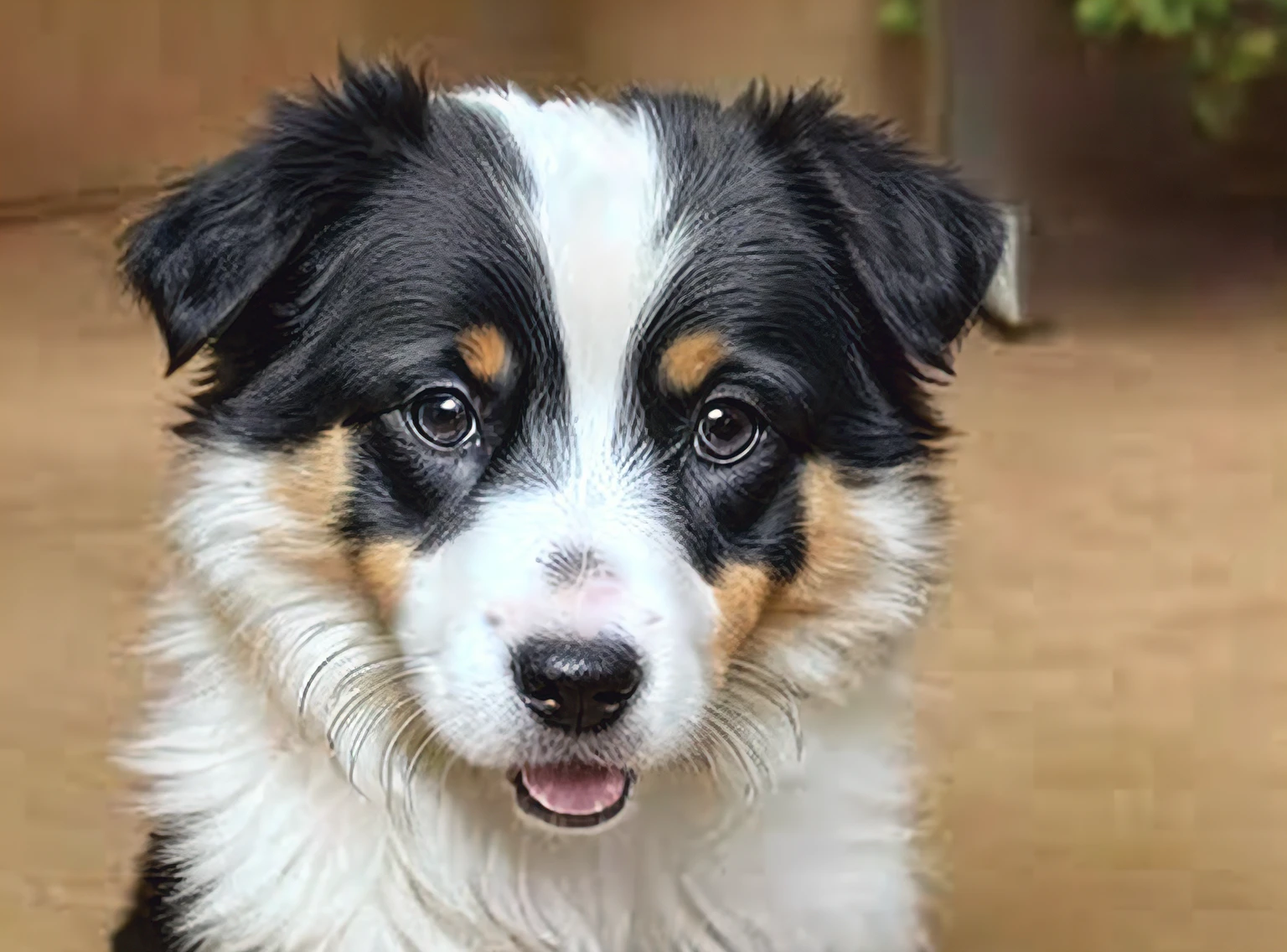 Border collie, Dog, a Dog, pet animal, Stunning, shutterstock, Cute dog, Beautiful pictures, pet, half dog, small dog, aussie,  black-and-white, a wide full shot, portrait shot