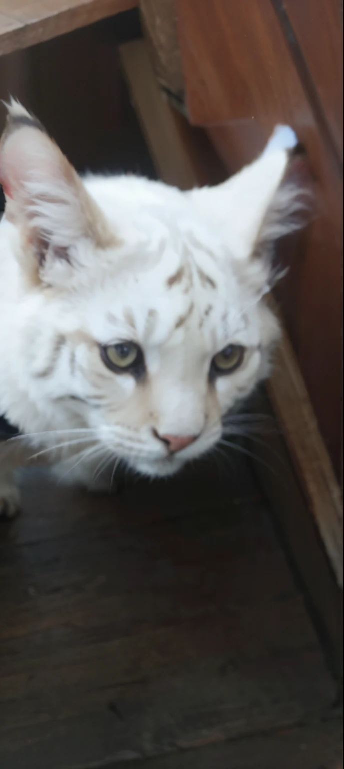 Tigre siberiano.