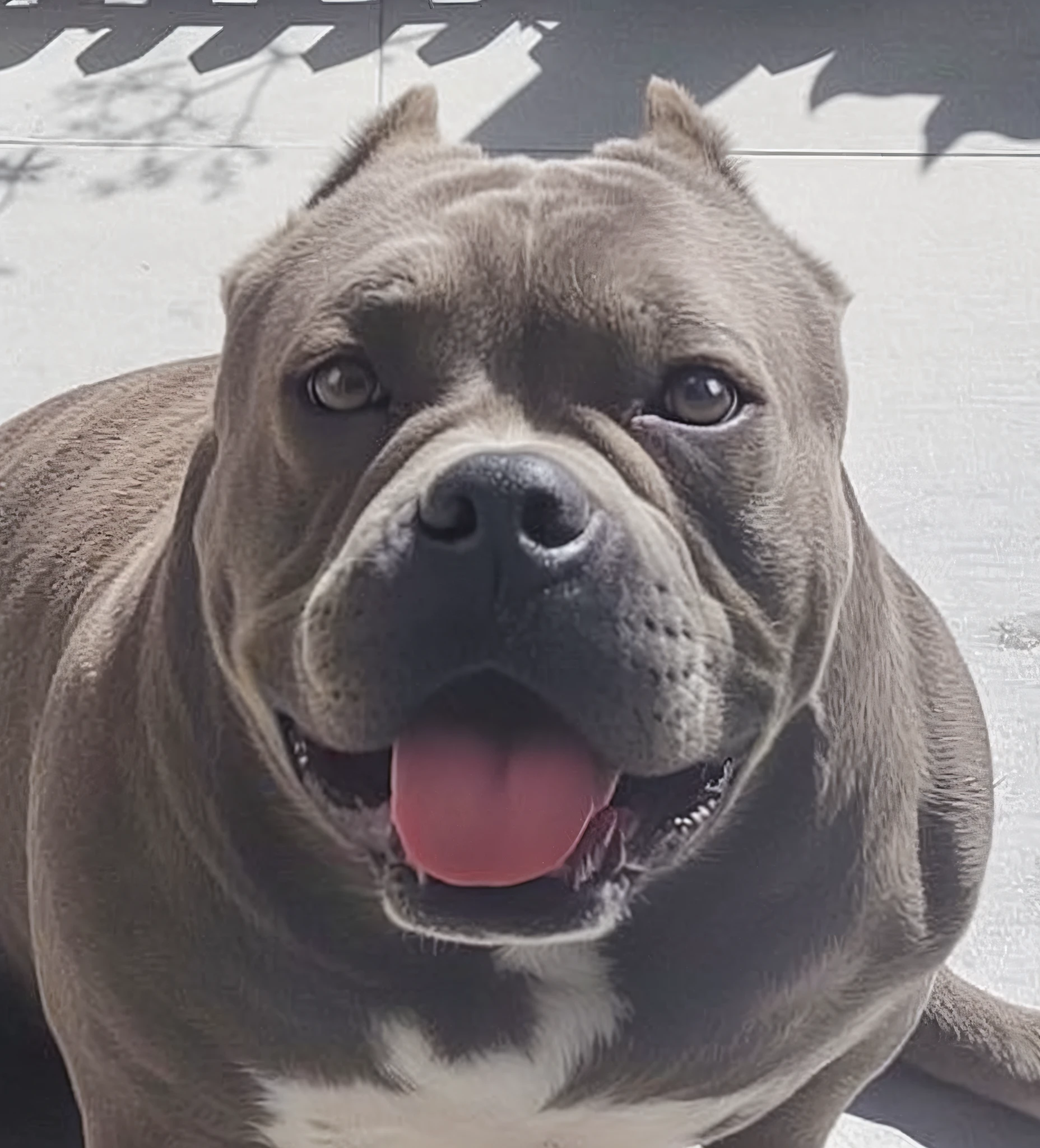 Happy birthday to a happy baby dog, 4K HD resolution, imagem de alta qualidade, imagem premiada, imagem da National Geographic com fundo granulado, imagem premiada, imagem premiada, hiper-realista, alta resolução, muito detalhada, imagem premiada, muito detalhada, Qualidade HD