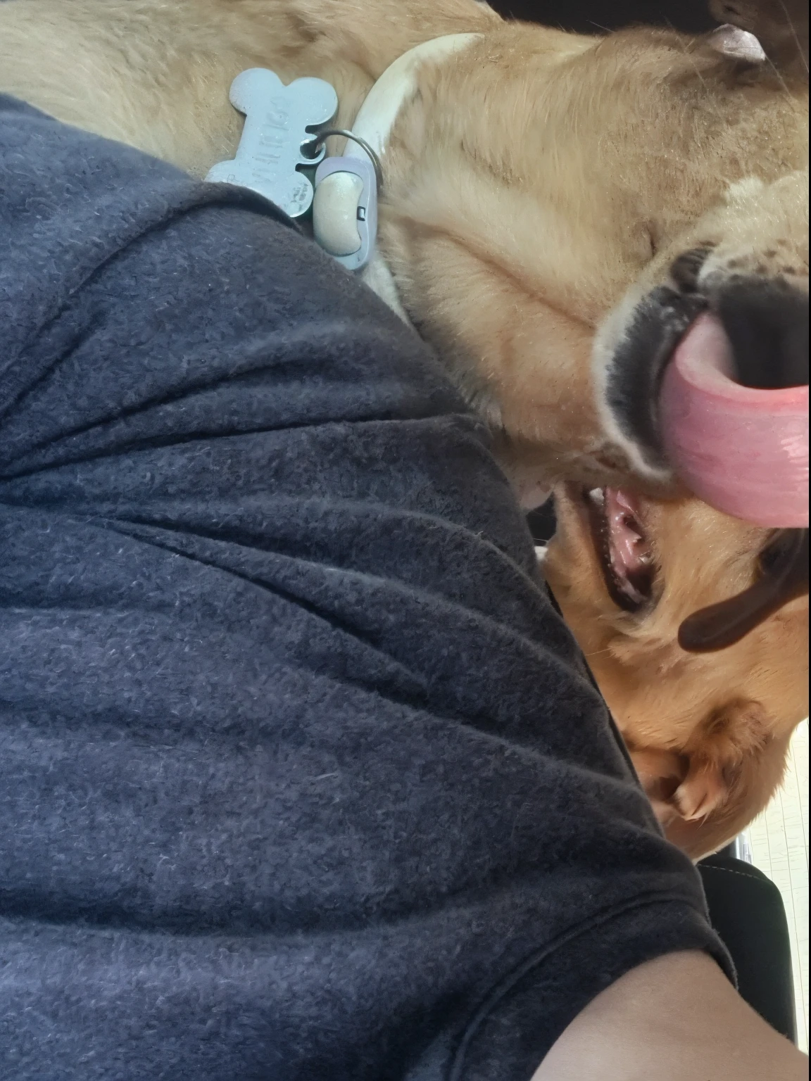 there is a man and a dog who are sitting in the back of a car, selfie of a dog, imagem de qualidade muito baixa, lambendo para fora, with dogs, Me ajuda, muito bobo olhando, feliz com a boca aberta, with his hyperactive little dog, both smiling for the camera, foto selfie, 2 5 I, 3 6 anos