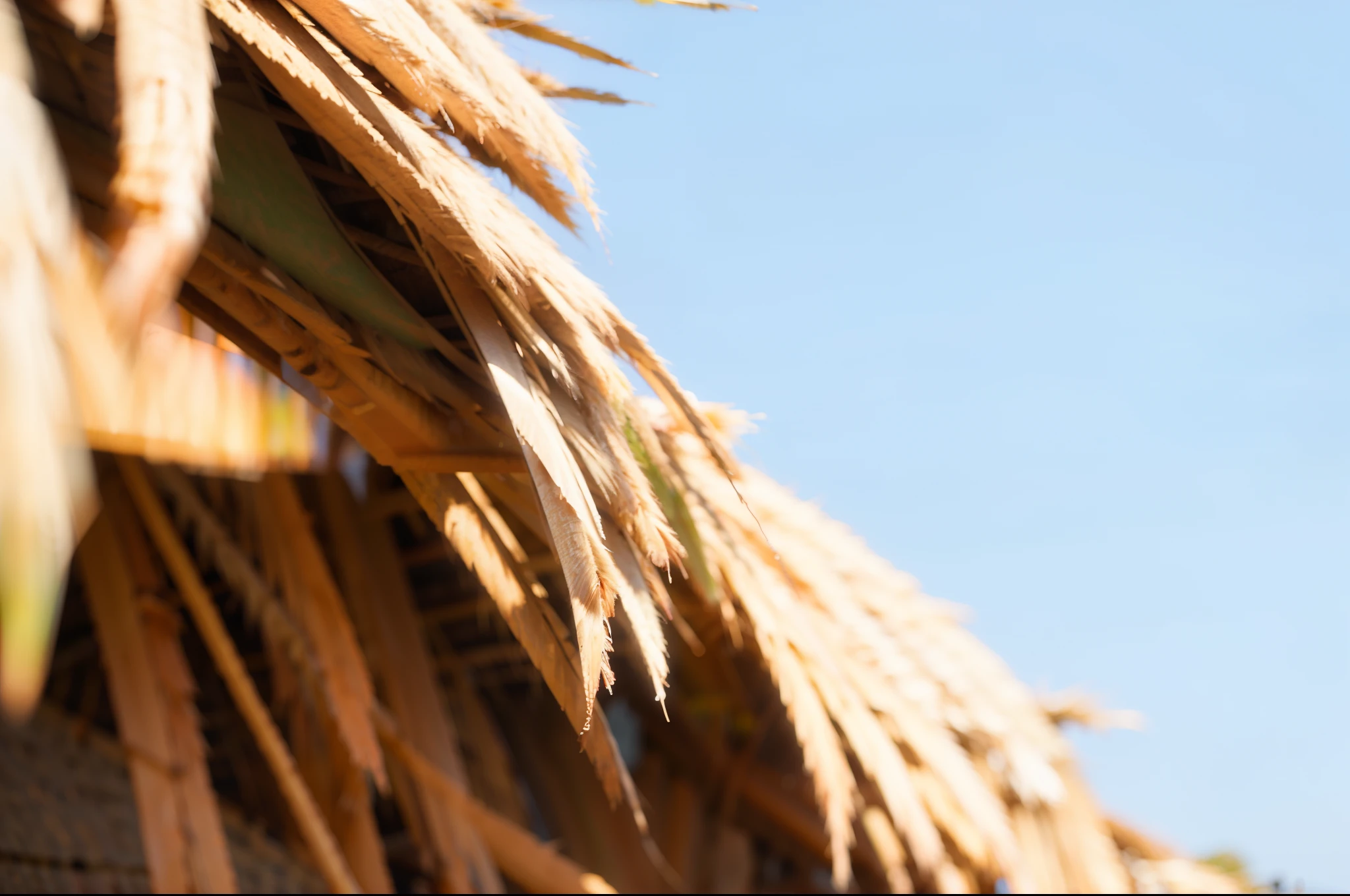 thatched roof, dried palmtrees, Photographed by::Nikon D 3 2 0 0, thatched roof, palm leaves on the beach, bacteria, Captured from a low-angle, zoomed in shots, shot on sony a 7, Photographed with a high-end digital SLR camera, careless