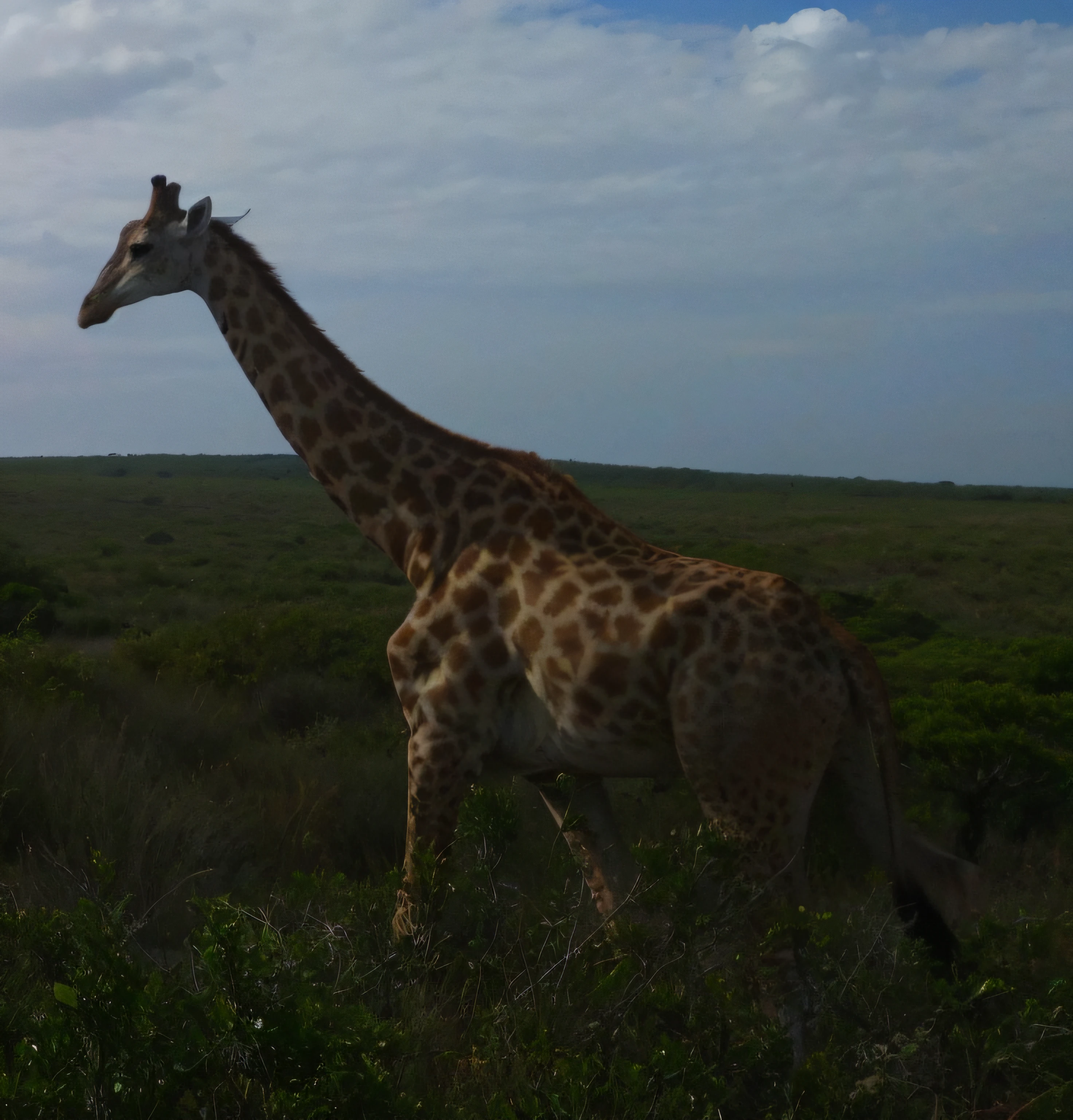 il y a une girafe qui marche dans l&#39;herbe, girafe, long cou, En Afrique, très long cou, portrait ultra-réaliste de girafe utilisant des techniques de rendu photo-réalistes, Canon 85 mm, Photographie hyperréaliste, style National Geographic, perfetect Light, blue sky