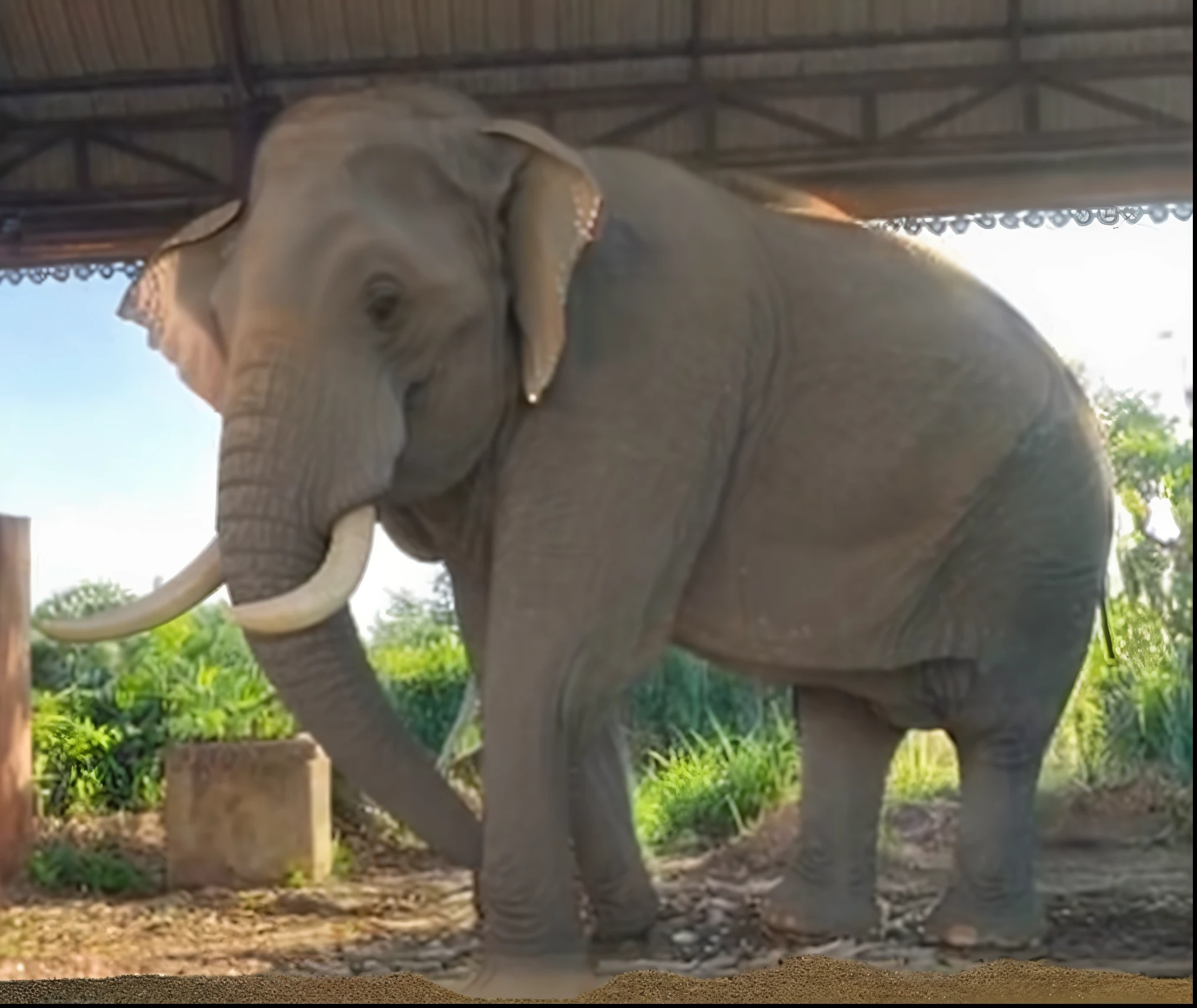 Keep the shape of the elephant as it was before, no need to change the picture of the elephant to something else.