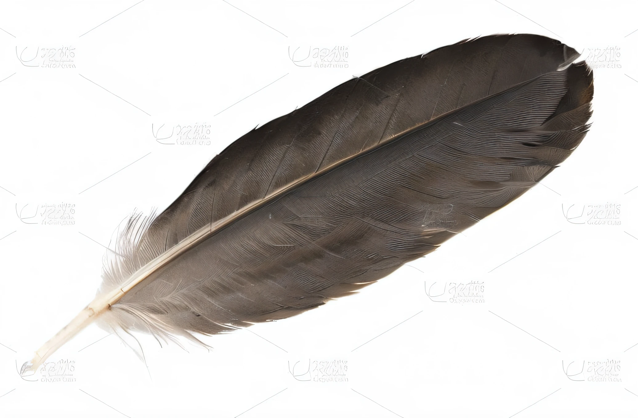Close-up of feathers on white background, Eagle feathers, real feathers, feater, beautiful feathers, soft feather, bird feathers, feater ) Wet with, transparent feathers, feather quill, detailed feathered, isolated white background, Very delicate black feathers, feater, Long, thick, black and shiny beak, Feather, best adobe stock, actual. detailed feathered, feathered