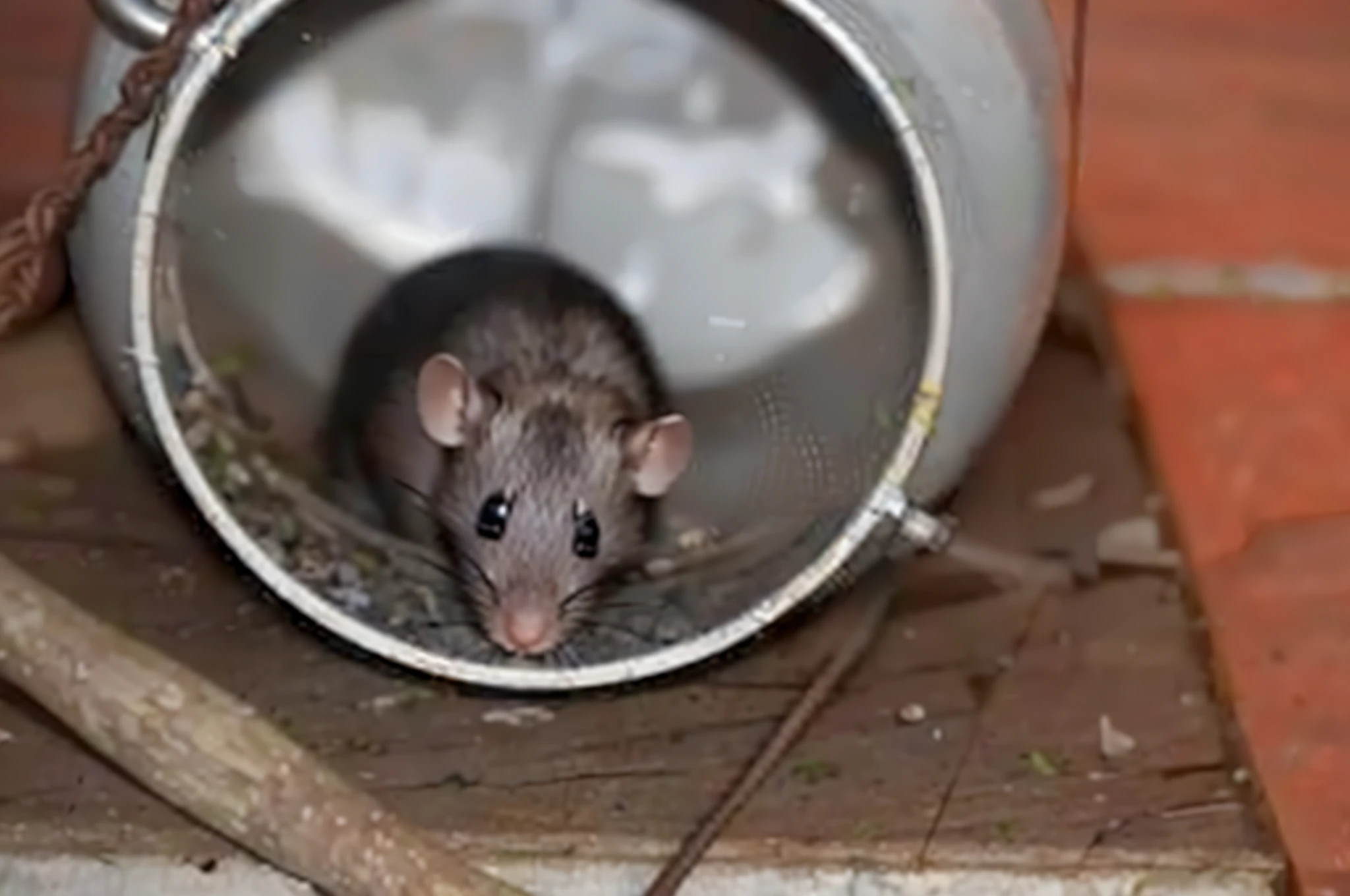 there is a mouse sitting inside a metal bucket, Ratos!!, roedor, Ratos, ratoos sujos, an anthropomorphic ratoo, anthropomorphic ratoo, rato, ratoo colossal, em forma de ratoo, ratoo, poeira e ratoos, Advice is given, conspiracionista local, rastejando em um cano de esgoto molhado, foto do ratoo