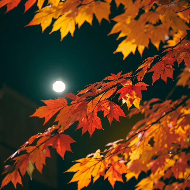 Colored leaves、momiji、nighttime scene、Rear view、realisitic、a picture