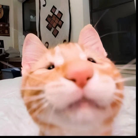 There is a cat sitting on the bed looking up, Smile ah ah ah, happy cat, winking at the camera, a cat is smiling, Smiling cat, sneering at the camera, the cat is smiling, Stick out her tongue, garfield cat face, look straight at the camera, looking at camera, smirking at the camera, Smiling happily into the camera