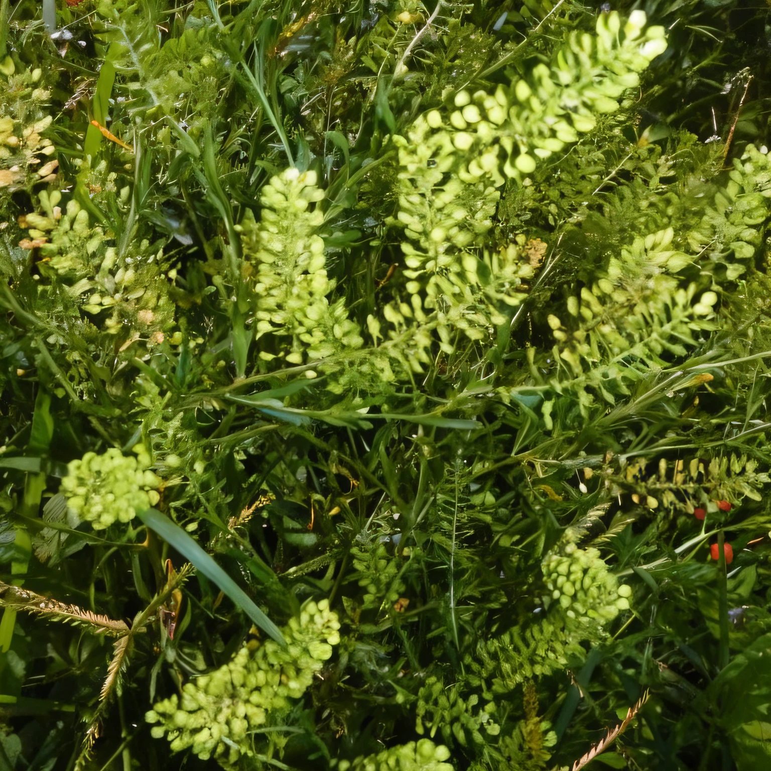 a close up of a plant with green leaves and flowers, wild foliage, proteus vulgaris, green vegetation, with vegetation, wild vegetation, vegetation and flowers, green foliage, strange vegetation, weeds and grass, pyromallis rene maritte, lots of foliage, flowers and foliage, grass and weeds, pyromallis nekro rene margitte, vegetation