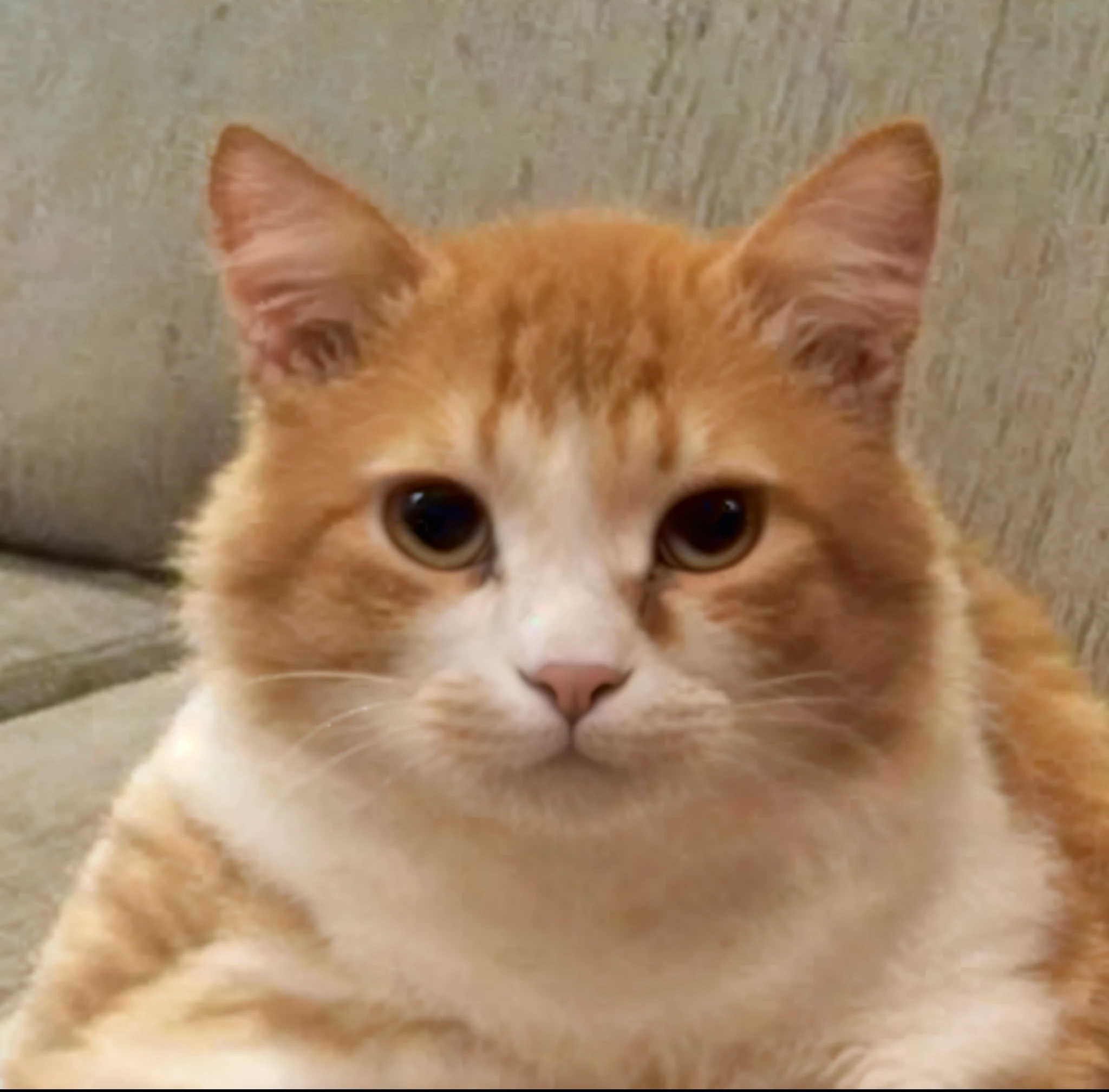 felino, ultra realista, muito detalhada, pelos macios, muito realista, imagem ultra HD, qualidade, olhos azuis, gato, felino, muito realista, pelo macio, detalhes insanos