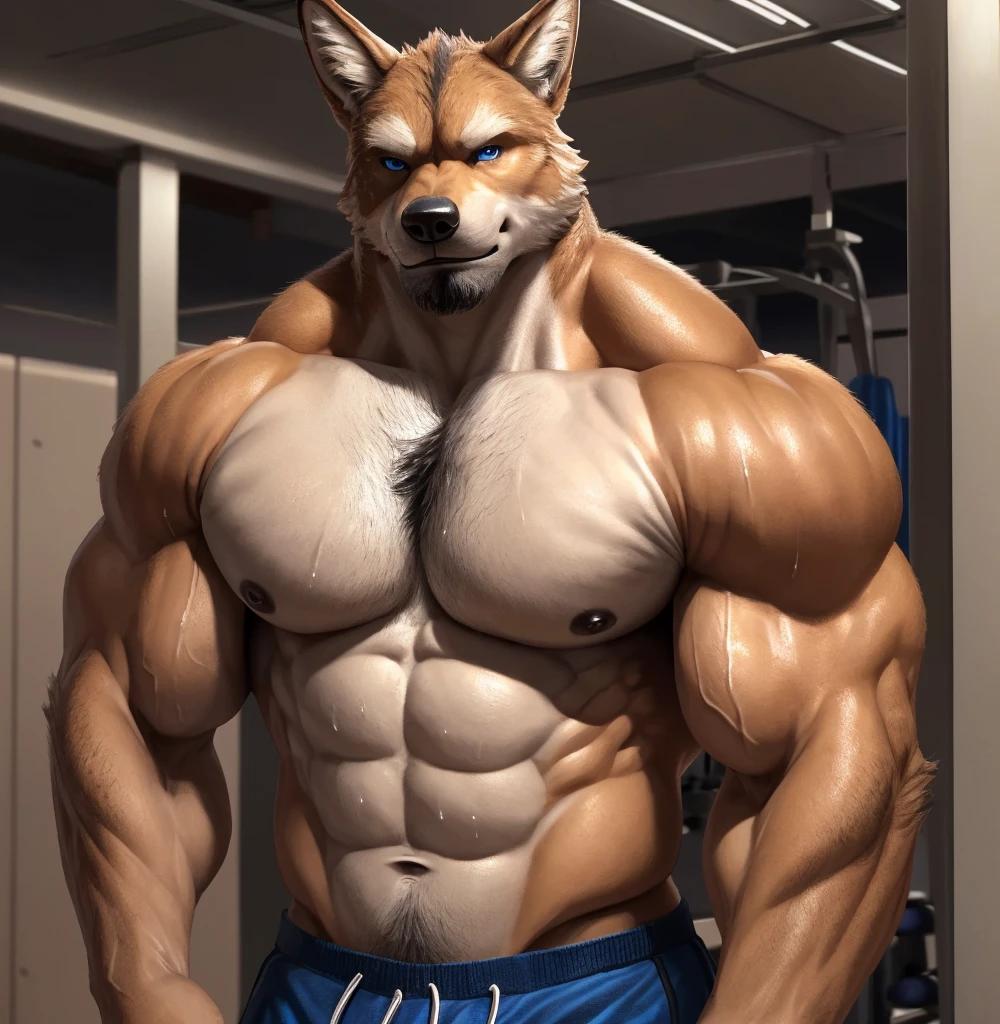 4K, A high resolution,Alone, human's body,(coyote), male people, AS-Adult, Very manly, (Muscular very developed, Muscles are very defined, strong chest, beefy pectorals, latissimus dorsi, muscular arms, biceps:1.4), (Heavyweight:1.2), (詳細な目,dark strong blue eye), (detailed shadow, photorealistic shading, tmasterpiece:1.2),(The upper part of the body, A half body), Brown fur,White belly,gym room,Sweat soaked the body