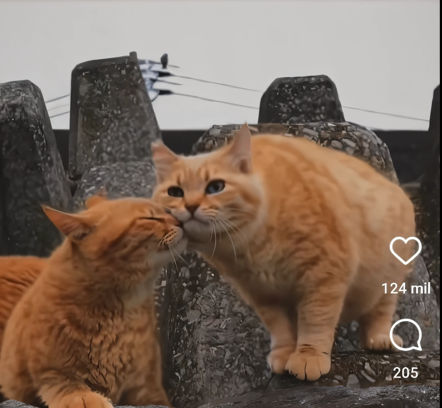 there are two cats that are together on a rock, Tom e Jerry da vida real, beijando-se, dois gatos, beijando juntos fofos, Encontro dos Gatos, beijos juntos, gatos bonitos, cat attacking tokyo, they are in love, 📷 Mungojerrie e Rumpleteazer, Gatos! are around, Gatos, foto do gato