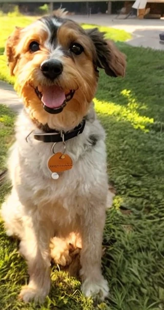 there is a dog sitting on the grass in the park, ampliado, foto de retrato, foto do perfil, oxidado, Mistura de Corgi e Doodle, Looking towards the camera, um pitoresco, Postagem no Reddit, ao sol, foto modo retrato, Jazzy, mid portrait, staring directly at camera, looking-into-camera, retrato frontal, happily smiling at the camera