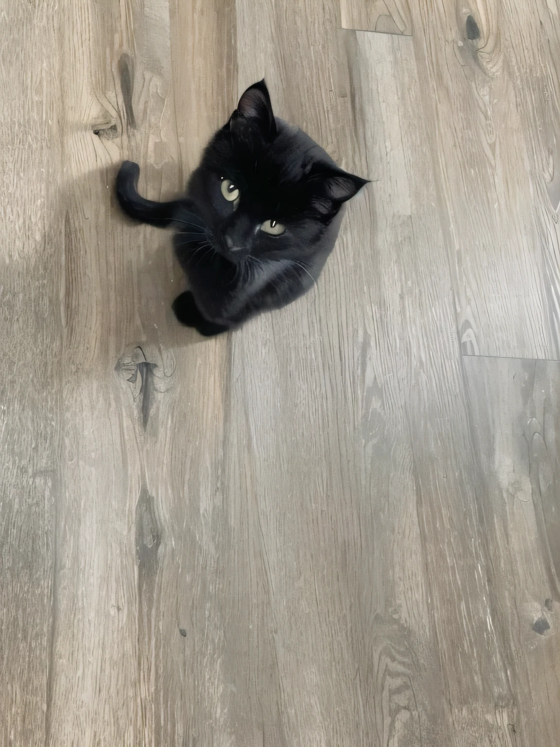there is a black cat sitting on a wood floor looking up, black cat at her feet, looking down on the camera, looking straight to the camera, black cat, looking to the camera, is looking at the camera, looking up at the camera, looking straight into the camera, looking into the camera, staring into the camera, crawling towards the camera,realistic portrayal