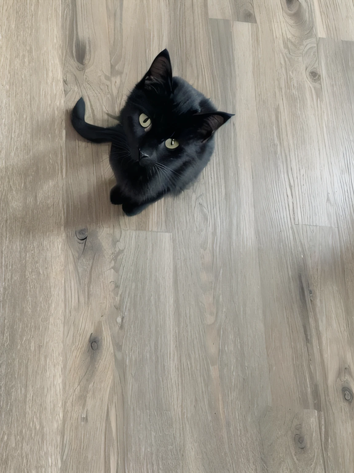 there is a black cat sitting on a wood floor looking up, black cat at her feet, looking down on the camera, looking straight to the camera, black cat, looking to the camera, is looking at the camera, looking up at the camera, looking straight into the camera, looking into the camera, staring into the camera, crawling towards the camera，realistic portrayal