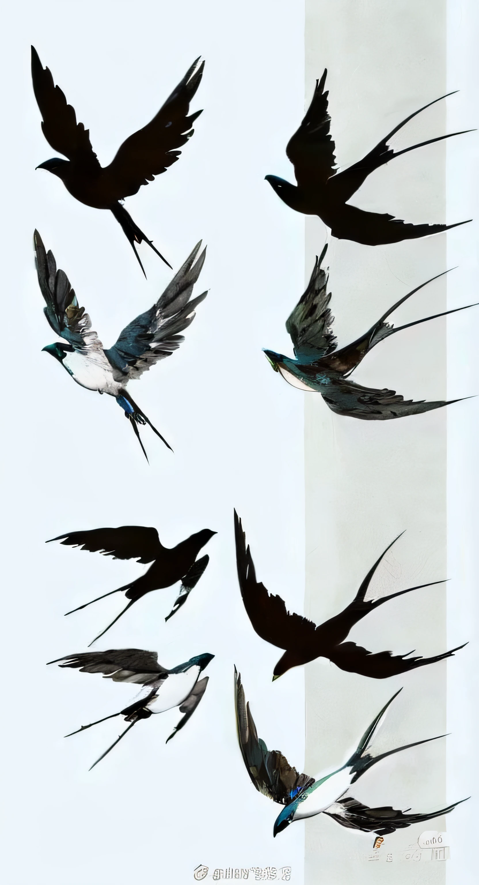 There are many birds flying together in the sky, birds in flight, author:ghana trip, rapidly, author:Paul Bird, birds flying, birds in flight, author:lu ji, bird tattoo, fictional bird flying, The bird flew away, Bird FC CG Association, Very detailed bird, author:Yang Borun, author:Shao Mi
