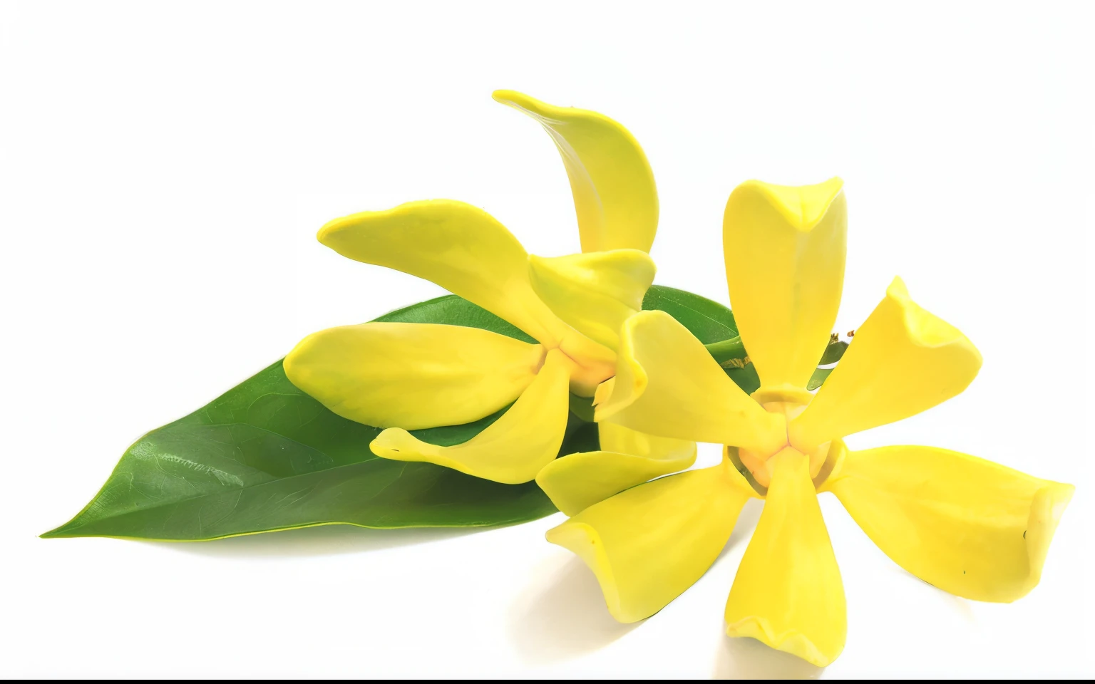 ylang-ylang, Flowers, leaves
