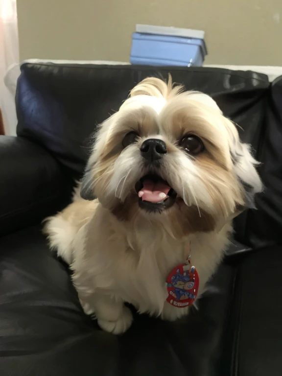 Araffe dog sitting on a black leather sofa with a red, gravata branca e azul, Shih Tzu, queixo pequeno, feliz com a boca aberta, Me ajuda, peludo bonito precisa de sua ajuda, olhar desleixado, happily smiling at the camera, Directed by: Emma Andijewska, smiling at camera, muito animado, um alambique de um feliz