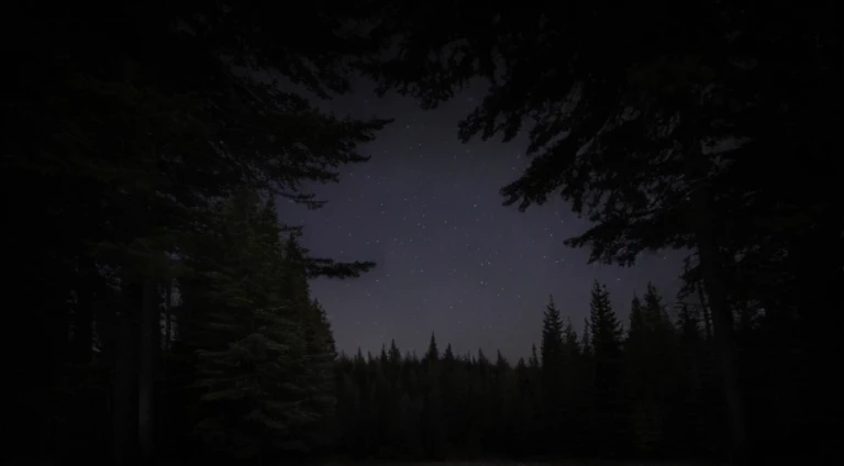 Dark sky with stars and trees in foreground, trees and stars background, Strange perspective of stars, in the forest at night, looking at the stars, in the forest at night, night in the forest, Forest at night, dark and stars in the background, Night in dark forest, Nocturnal forest, Night in the woods, Quiet forest night scene