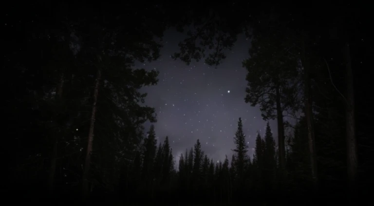 Dark sky with stars and trees in foreground, trees and stars background, Strange perspective of stars, in the forest at night, looking at the stars, in the forest at night, night in the forest, Forest at night, dark and stars in the background, Night in dark forest, Nocturnal forest, Night in the woods, Quiet forest night scene