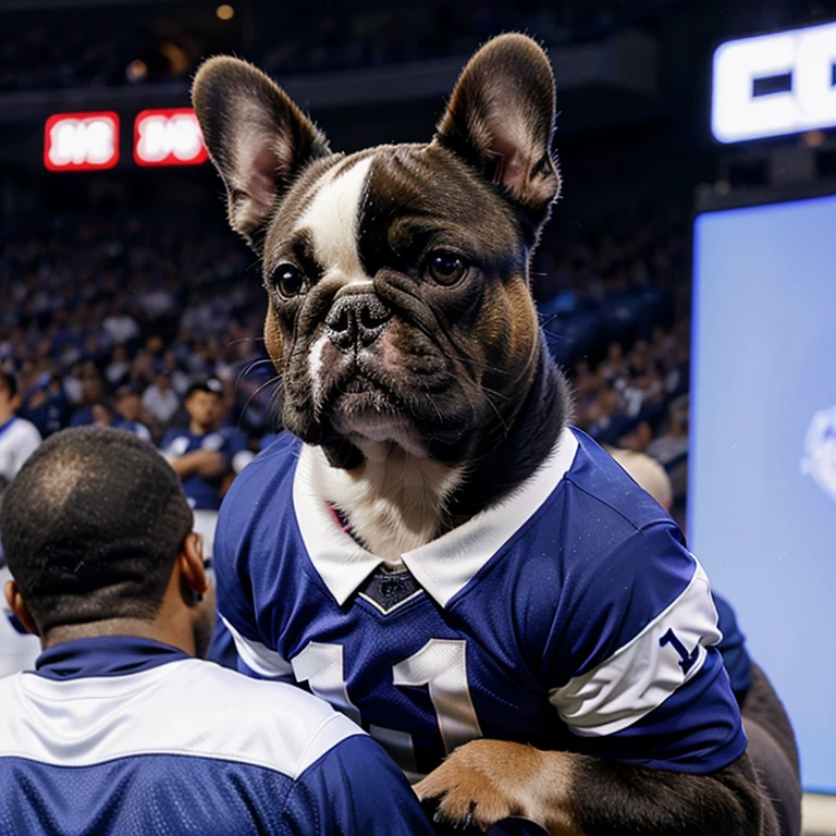 a french bulldog in a colts jersey