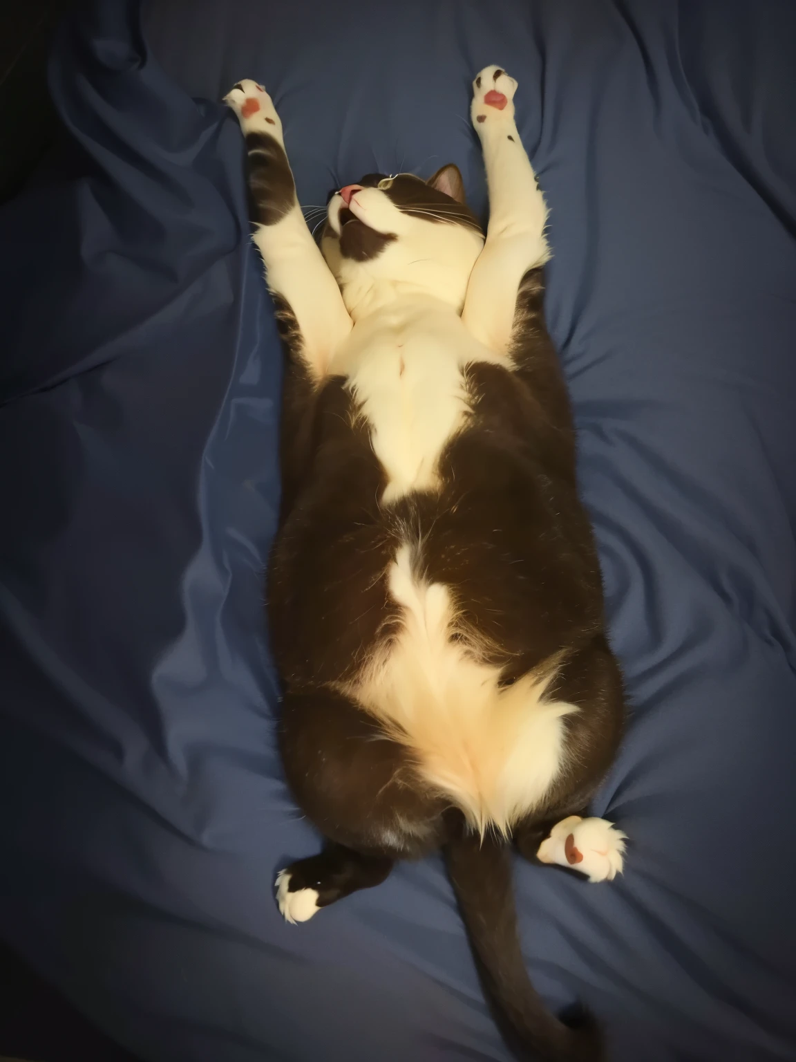 gato de barriga pra cima, foto estilo pixar alta qualidade