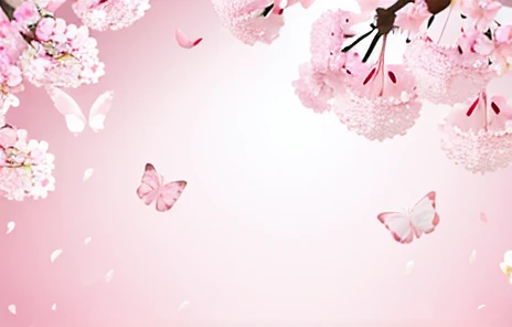 Pink/white color, cherry blossom background