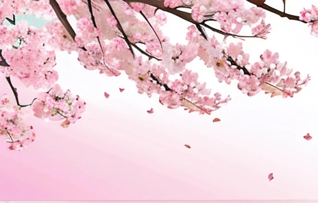 Pink/white color, cherry blossom background