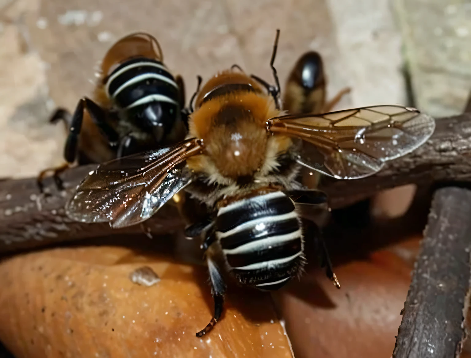 there are two bees sitting together on a branch, abelhas cobrindo todo o corpo, abelhaee), abelhas voando, abelha, animais acasalando, small bees following the leader, colmeia de abelhas da favela, foto de uma vespa louca, masculino e feminino, estranhos insetos gigantes, pintando abelhas grandes voando ao redor, Vespas, Malayalis atacando, Insetos, grandes antenas