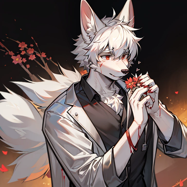 male dog ears，shaggy，White hair，the doctor，The thin white surgical gown is open，Clothes stained with blood，Holding a bloody flower in hand，the only person
