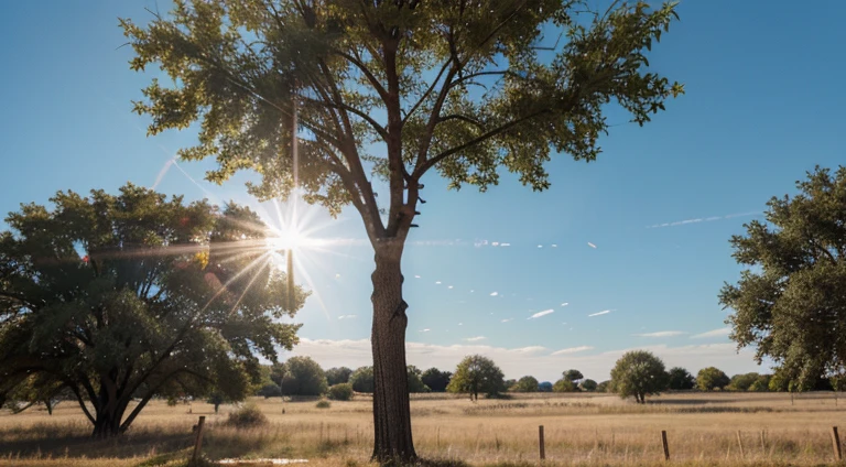 close up view of a missing poster pinned to a tree, close up, background blue skies, sun flare effect, texas rural landscape