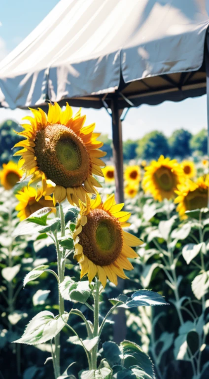 Sunflower, field, Giant Sunflowers around, sunflowers petals on air, landscape, 8K, RAW photo, best quality, masterpiece, magic spread, shiny light, at night