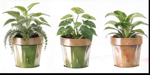 Different types of rose plants ,in a form of watercolor painting, for a business logo
