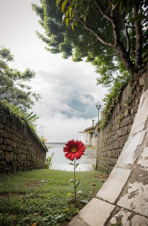 Flor ao vento, com leve chuva