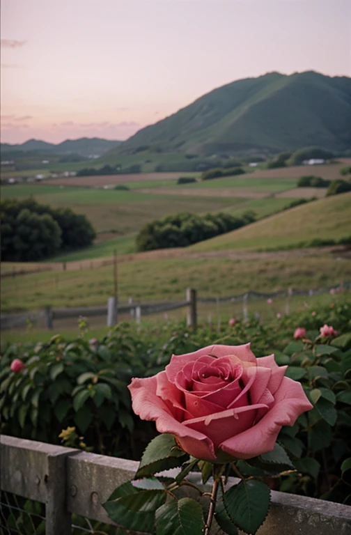 There&#39;s a pink rose growing on the barbed wire fence, Fotografado com uma lente Canon 35mm, foto de uma rosa, Tomado com uma Pentax K1000, tomado com um pentax1000, Duas portas de 5 mm, Tiradas com o Kodak Portra, rose twining, rosa rosa, Tiro de 35mm