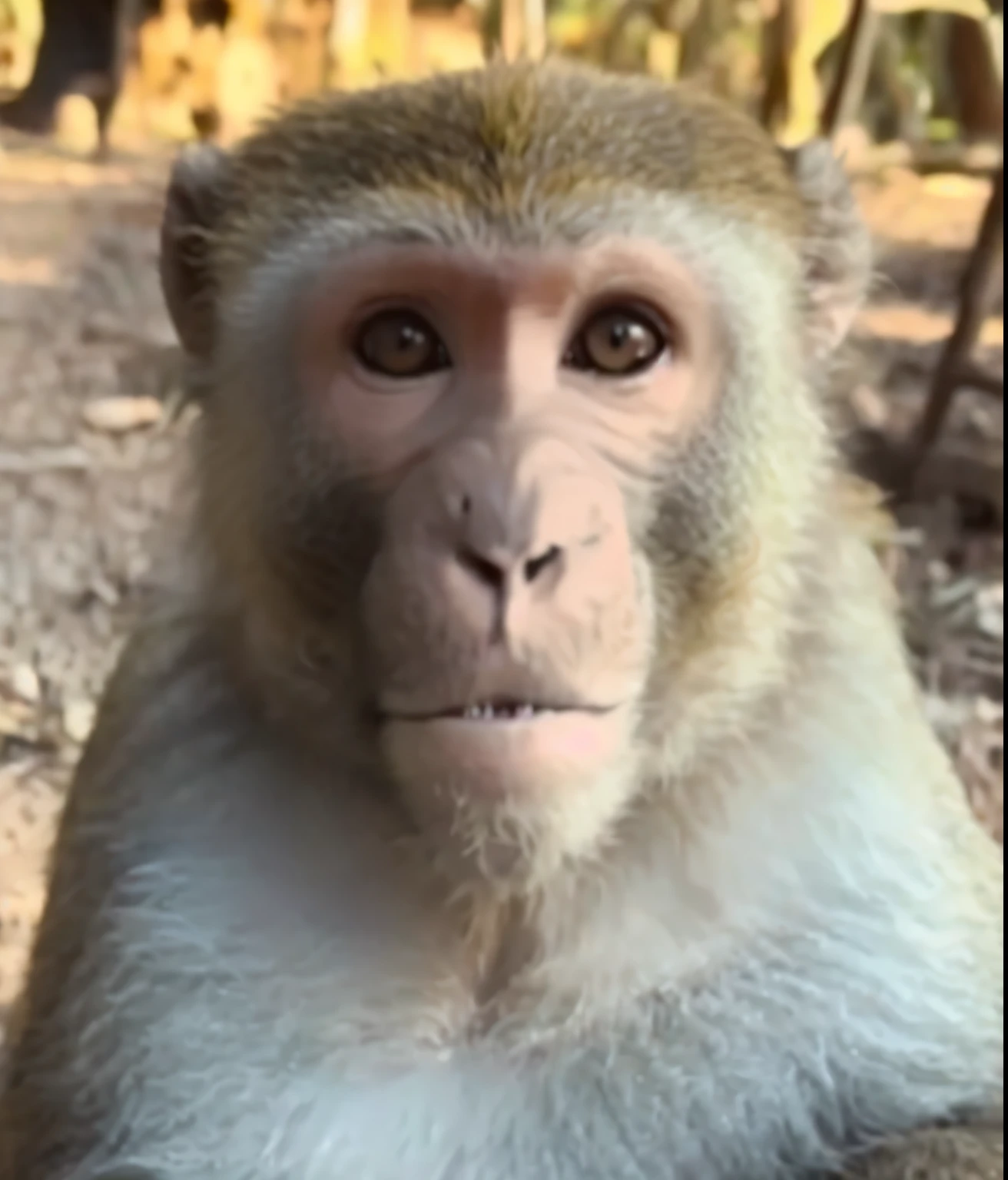 there is a monkey that is sitting on the ground, 外星人基地内的猕monkey, face like monkey, monkey, bored ape nft, The subject= chimp, humanoid monkey fantasy race, look straight at the camera, bored ape, look straight at the camera, male emaciated, Skinny face, look straight at the camera, monkey limbs, looking at the camera in