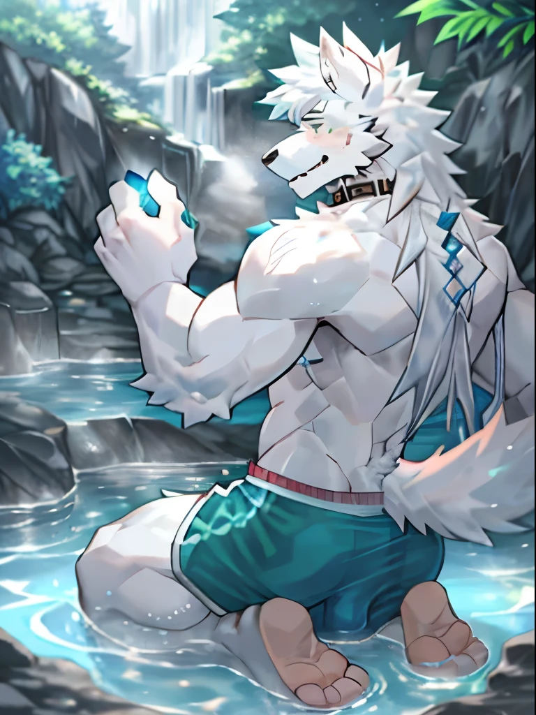 the only person,hairy pubic,Human biology,Male white wolf,grey fur,Gray tail,White ear bleeding - green eyes,Muscle tissue,male people,(The hairy pubic feeling of animal ears),Sexy bulge,Intimate parts,Long hair,Blue pick dye,Transparent swimming trunks,hot spring, crystal tattoo,Collar,kneeling down,Back view