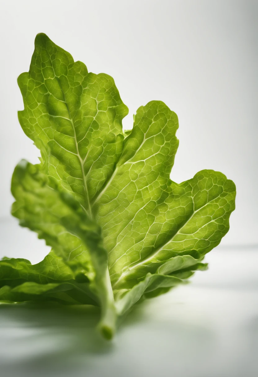 a minimalistic shot of a single lettuce leaf against a clean, white background, allowing the vibrant green color to be the focal point