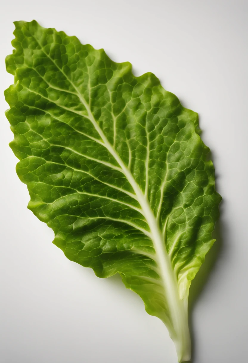 a minimalistic shot of a single lettuce leaf against a clean, white background, allowing the vibrant green color to be the focal point