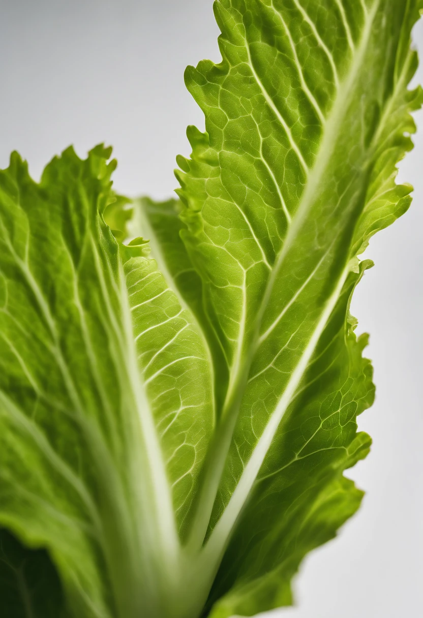 a minimalistic shot of a single lettuce leaf against a clean, white background, allowing the vibrant green color to be the focal point