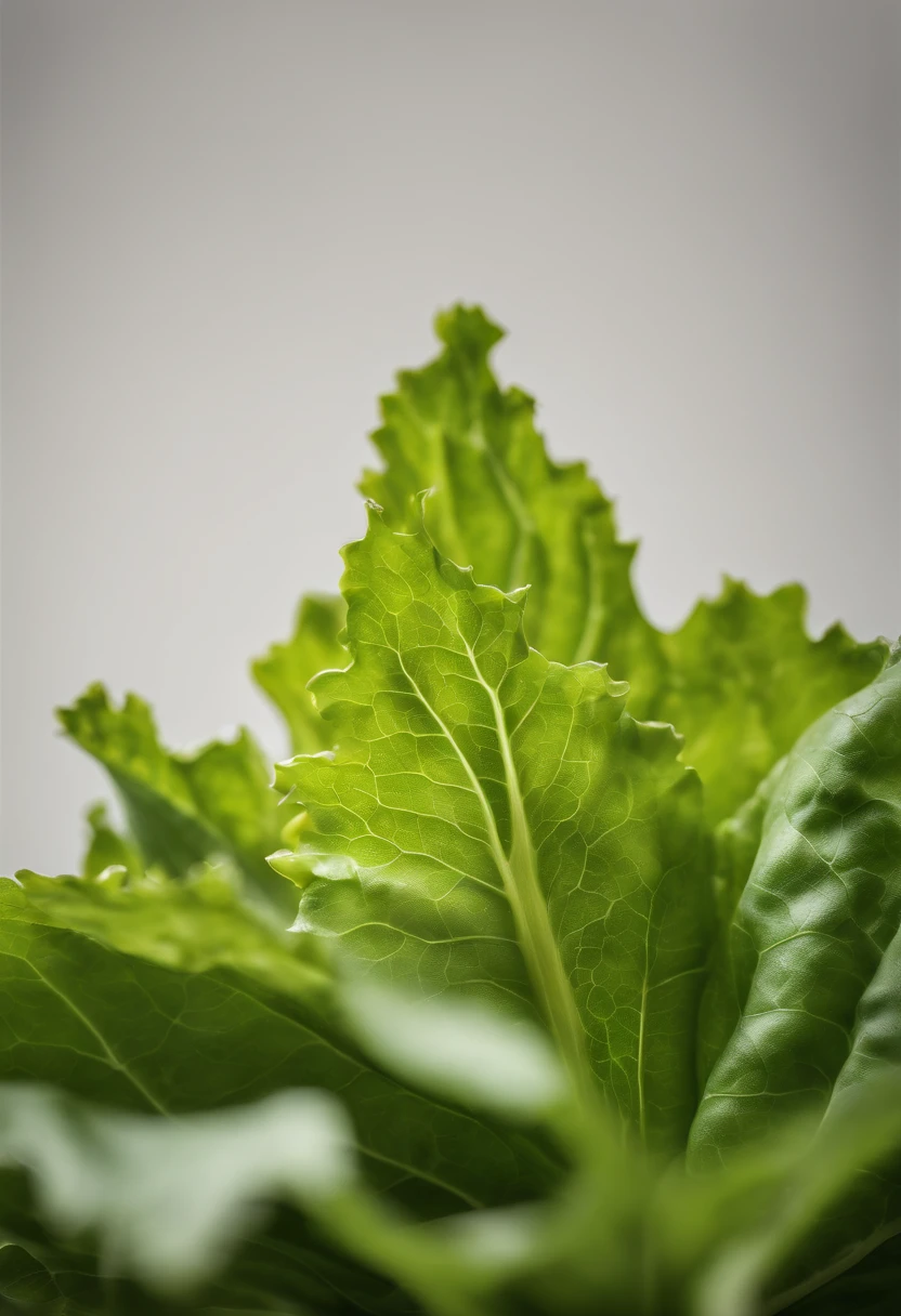a minimalistic shot of a single lettuce leaf against a clean, white background, allowing the vibrant green color to be the focal point