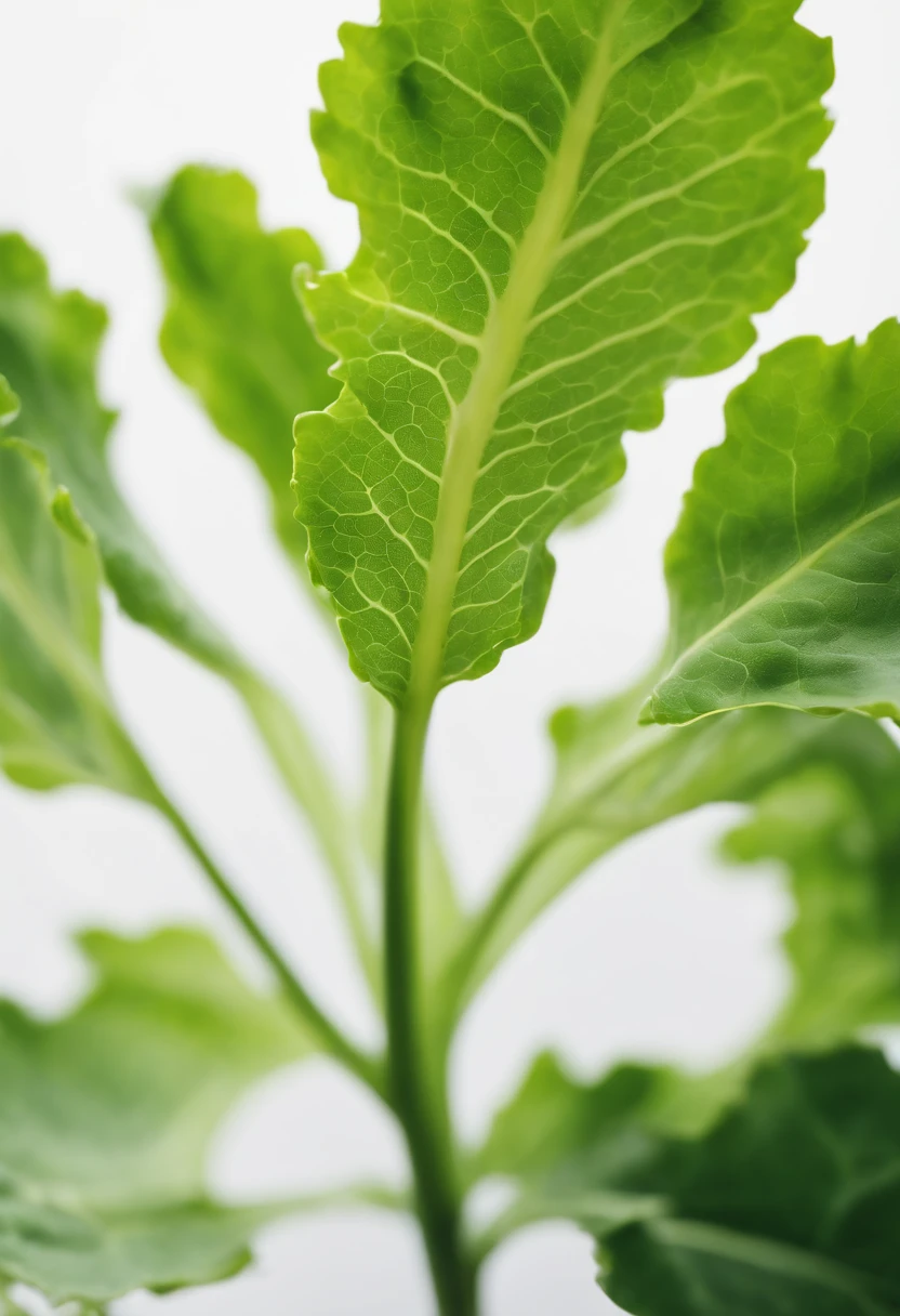 a minimalistic shot of a single lettuce leaf against a clean, white background, allowing the vibrant green color to be the focal point