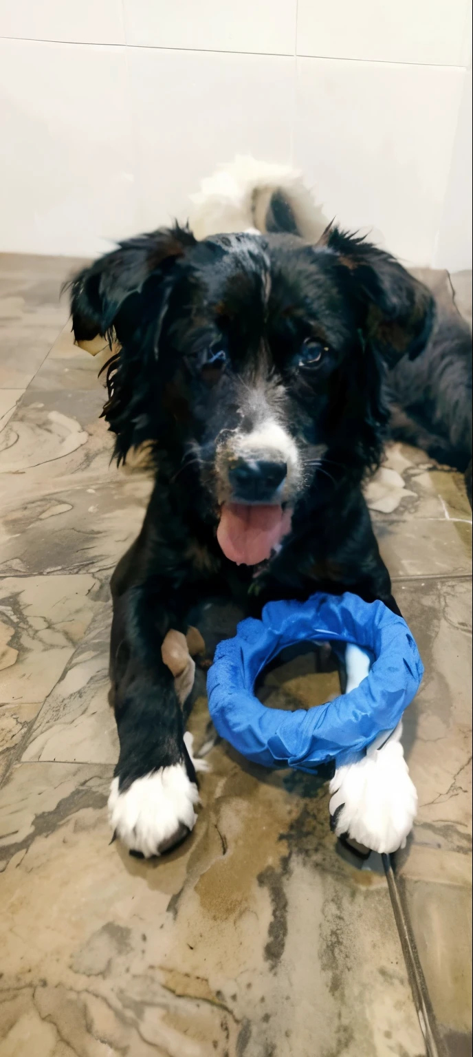 Bonito 3D desenho animado cachorro preto e branco deitado com as patas para frente.