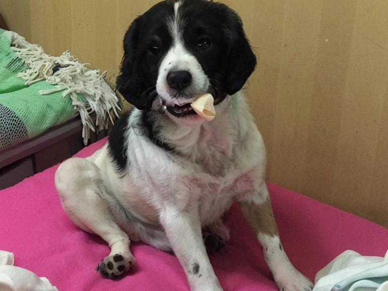 cachorrinho bonitinho e fofinho, sentado e segurando ossinho na boca