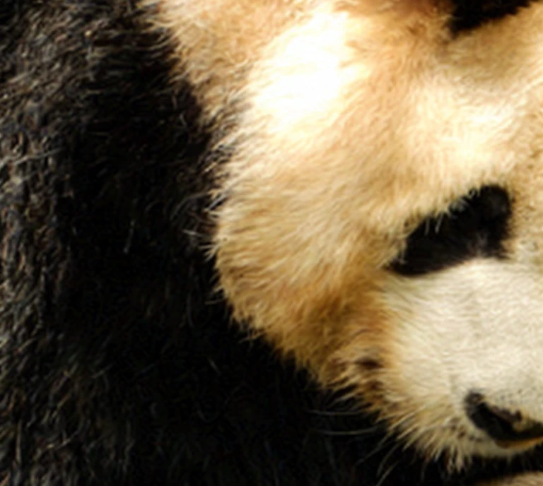 phenanthrene，Has black and white fur、black nose and white, pandas, a cute giant pandas, Close-up pictures, 真正的close up镜头, pandas pandas pandas, dynamic close up, tian zi, Soon, close up 4k, close up photo, cute pandas, stunning  visuals, Portrait shooting, very close up, face close up, 中间close up镜头, close up!!