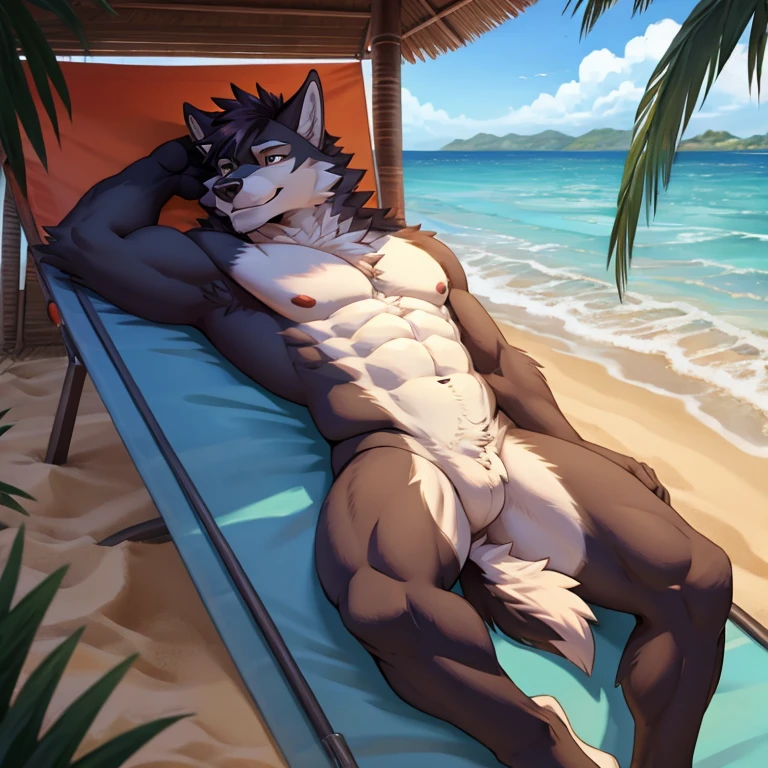Wolf orcale,laying on a beach