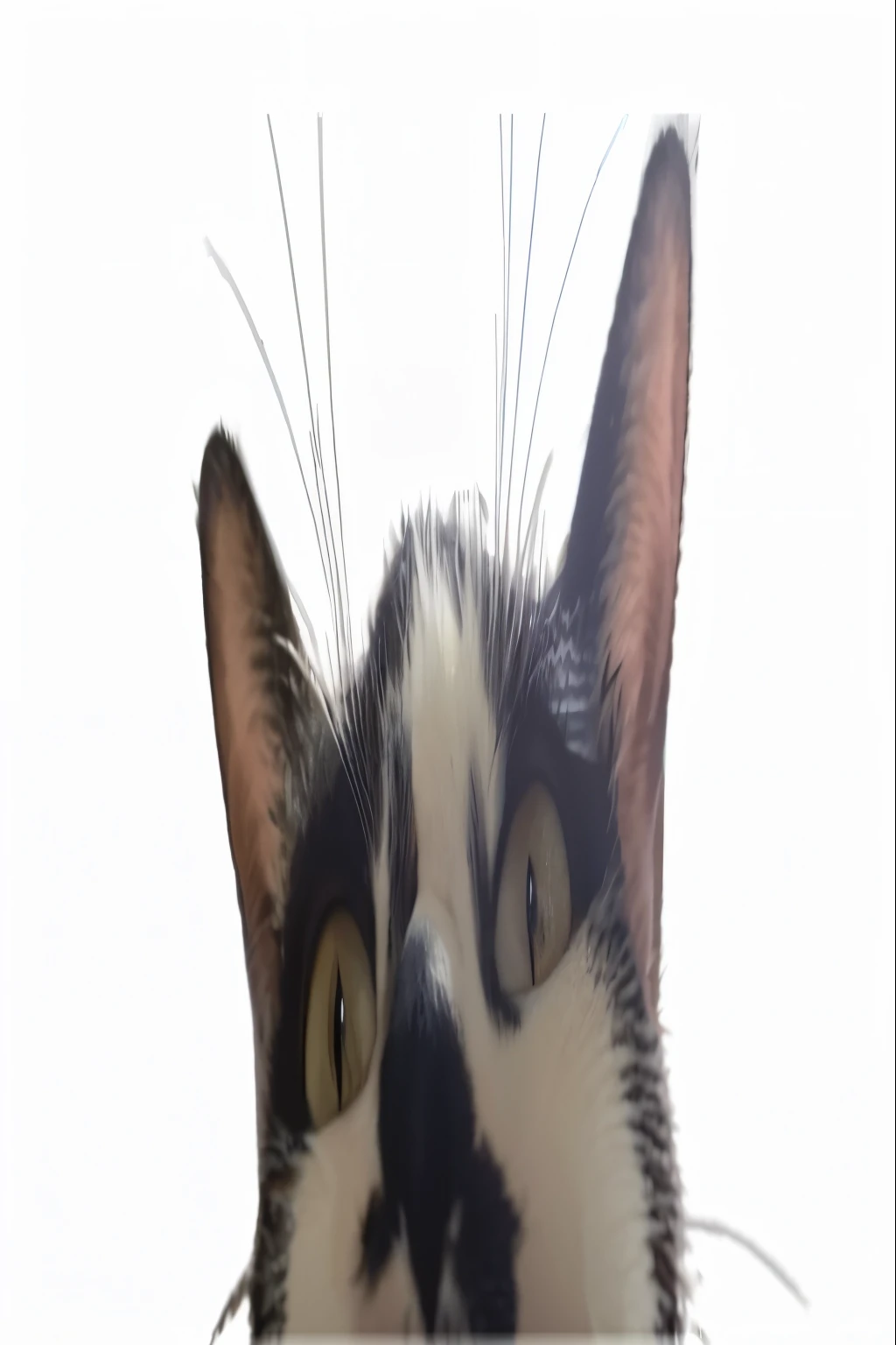 there  a cat that  olhando pra cima at something, olhando pra cima at camera, olhando pra cima at the camera, head olhando pra cima, olhando pra cimawards, olhando pra cima, looking directly at the camera, Looking at the camera, bigodes, looking directly at the camera, olhando de um pouco abaixo, camera angle olhando pra cima at her, camera olhando pra cima at her, Looking at the camera