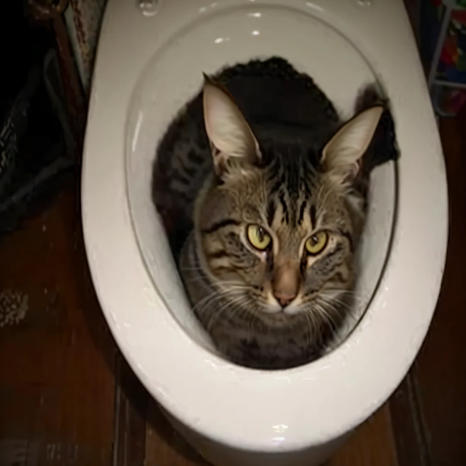 There is a cat sleeping in the toilet bowl, Next to him is a complete bedpan, sit on the toilet, sit on a porcelain throne, Cat sitting on a chair, sitting on the throne, between two chairs over a toilet, Resting on his throne, Sitting on his throne, sat in his throne, unsanitary